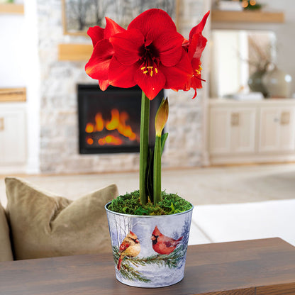 Sweet Memories Miracle Amaryllis Gift
