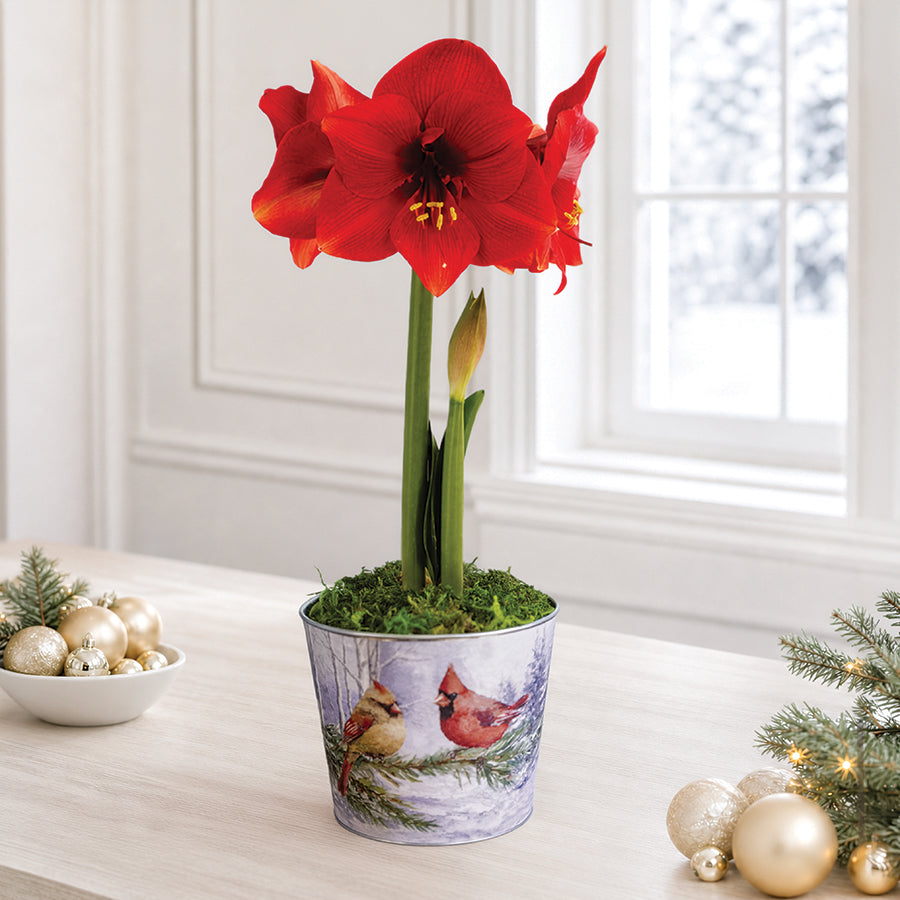 Sweet Memories Miracle Amaryllis Gift