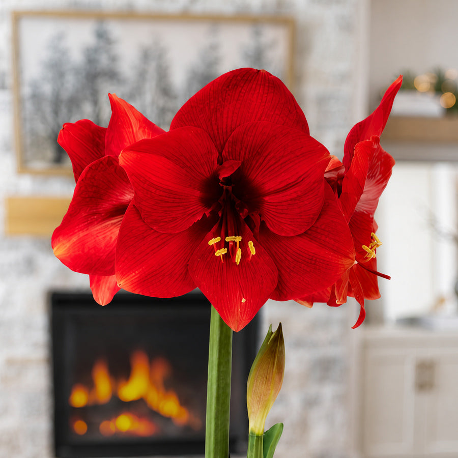 Sweet Memories Miracle Amaryllis Gift