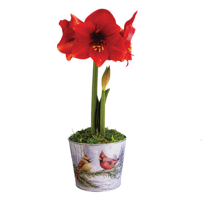 Sweet Memories Miracle Amaryllis Gift