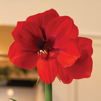 In the Forest Ferrari Amaryllis Gift