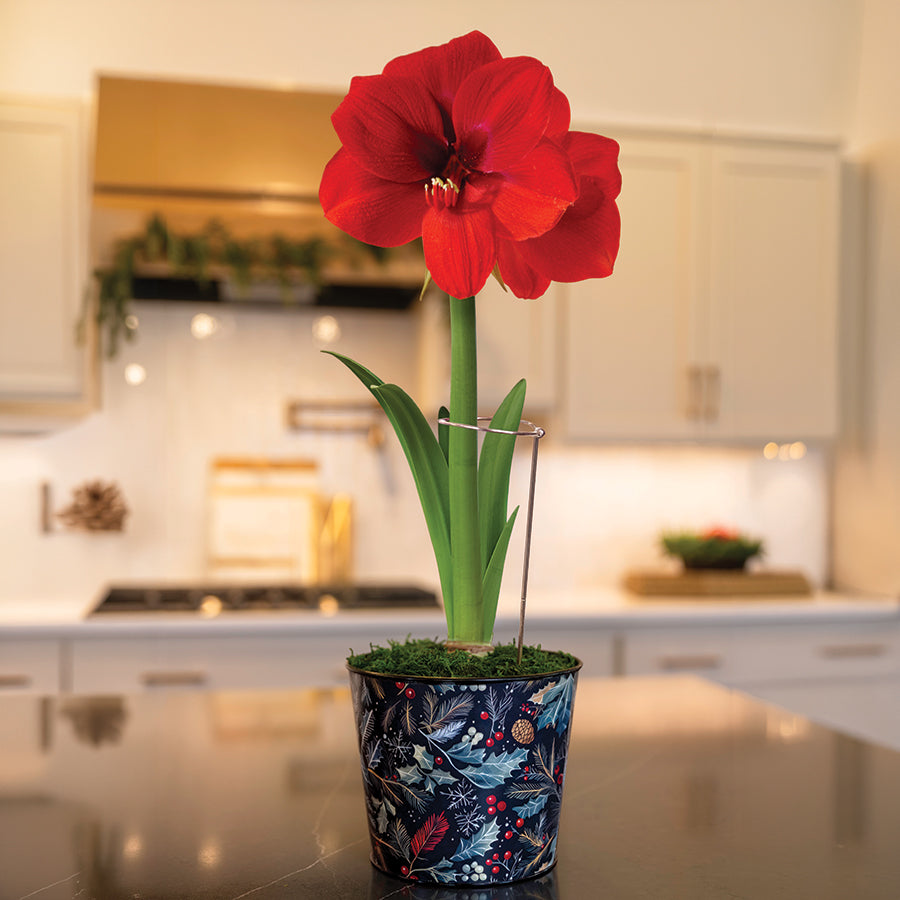 In the Forest Ferrari Amaryllis Gift
