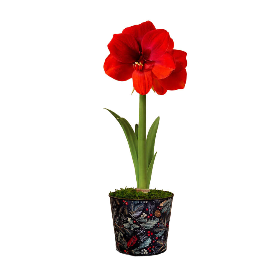 In the Forest Ferrari Amaryllis Gift