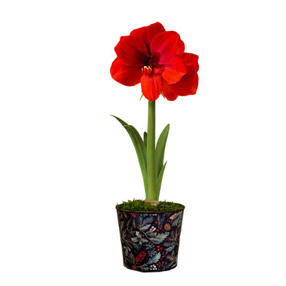 In the Forest Ferrari Amaryllis Gift