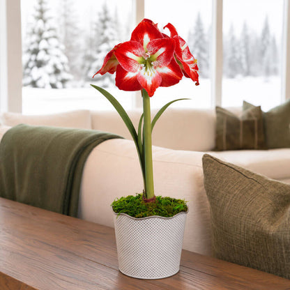 Good Tidings Minerva Amaryllis Gift