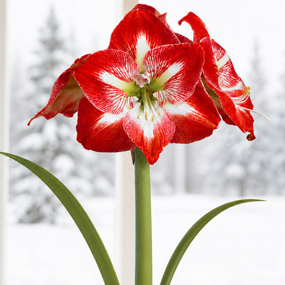 Good Tidings Minerva Amaryllis Gift