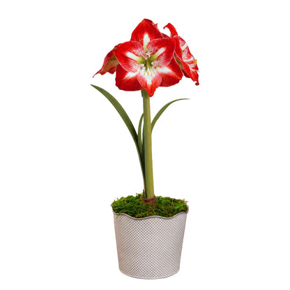 Good Tidings Minerva Amaryllis Gift