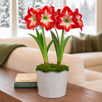 Good Tidings Minerva Amaryllis Duo Gift