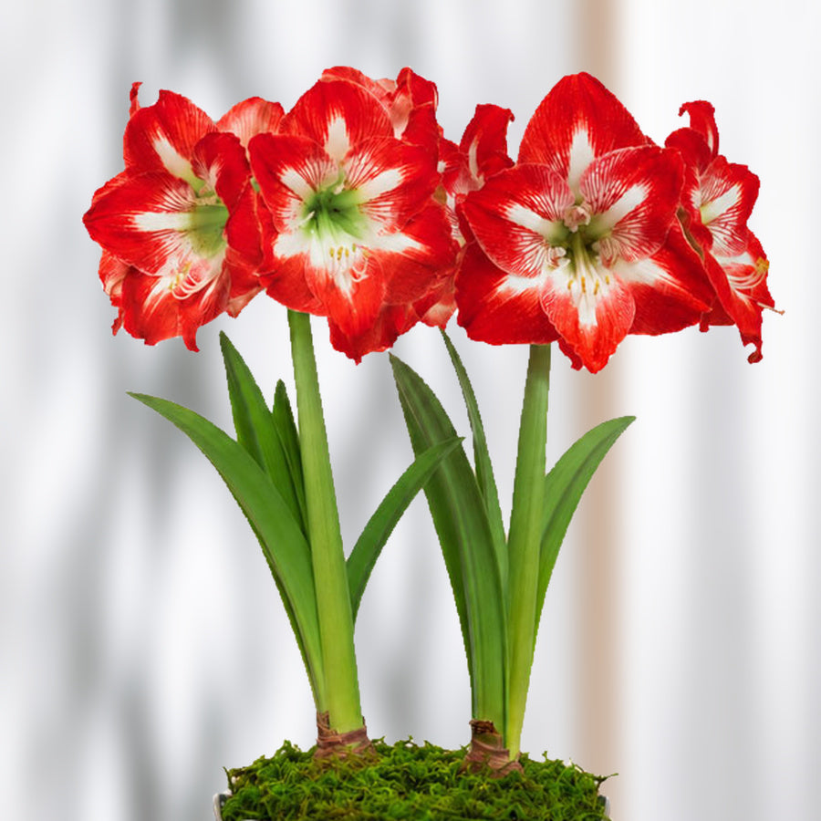 Good Tidings Minerva Amaryllis Duo Gift