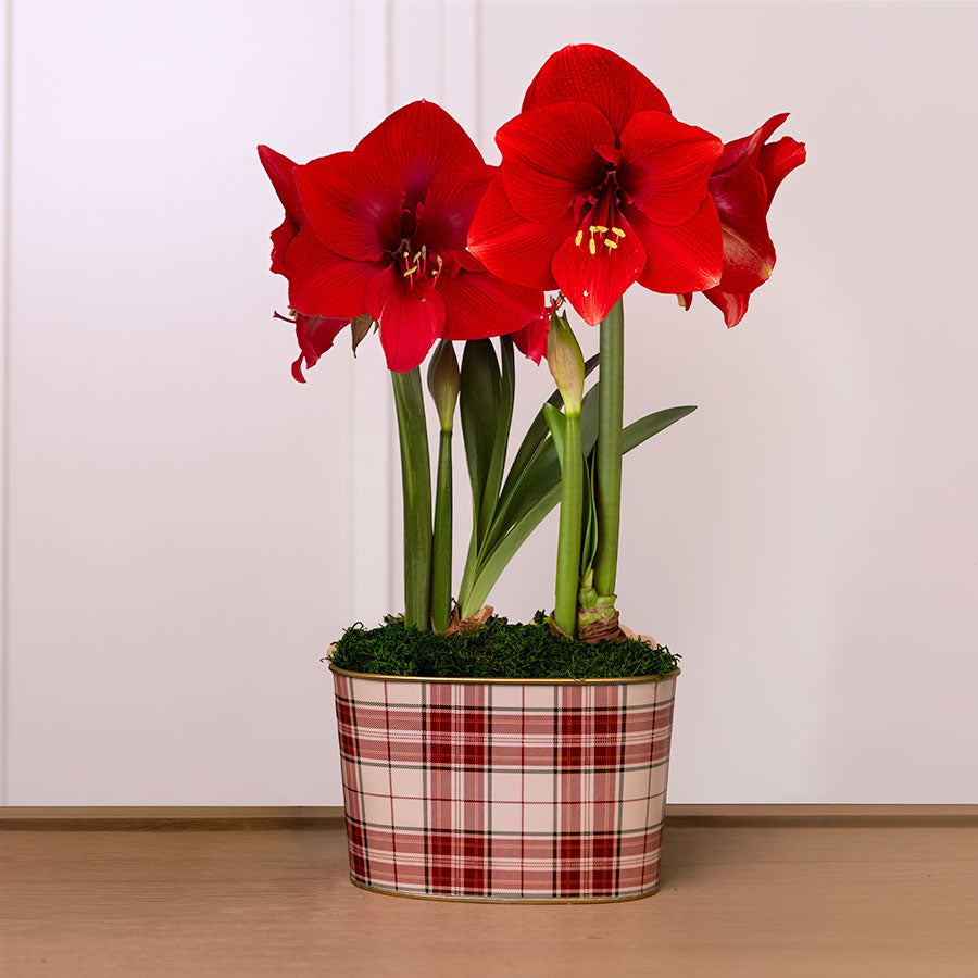 Fireside Plaid Miracle Amaryllis Duo Gift