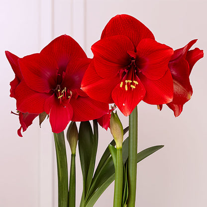 Fireside Plaid Miracle Amaryllis Duo Gift