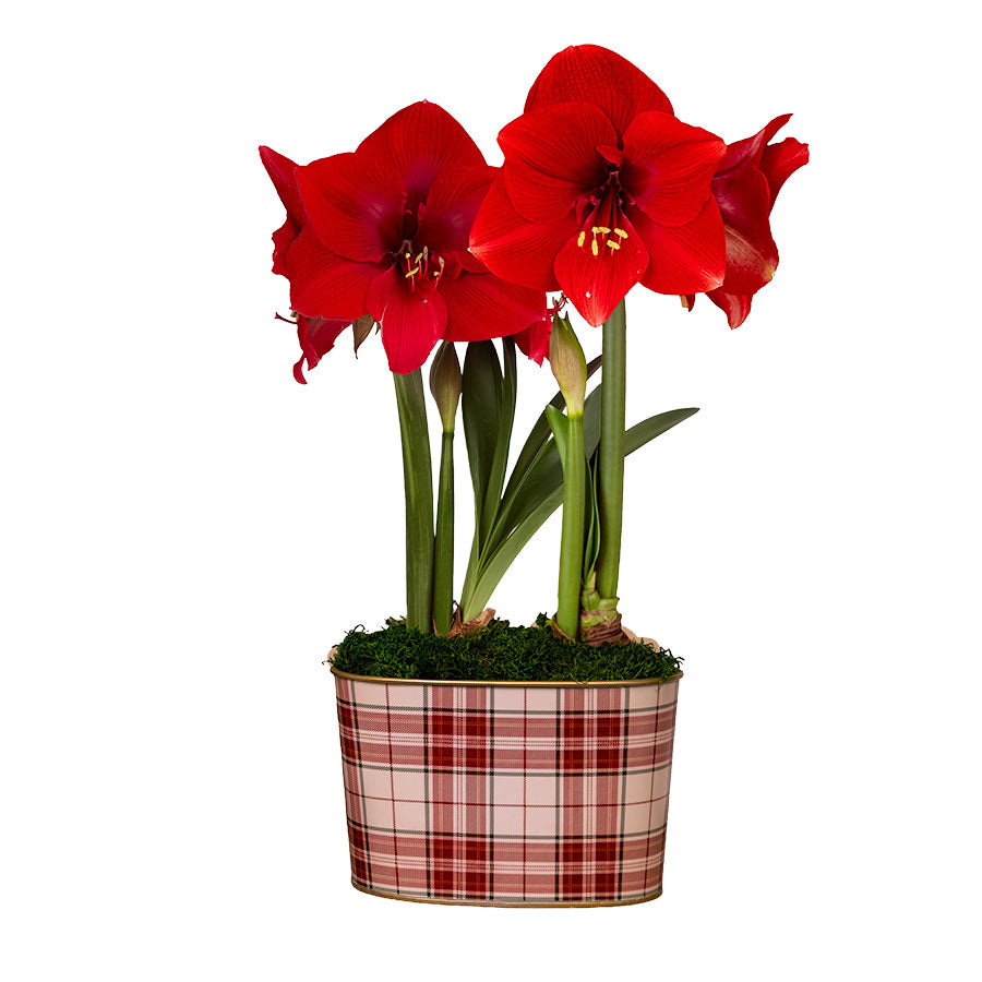 Fireside Plaid Miracle Amaryllis Duo Gift