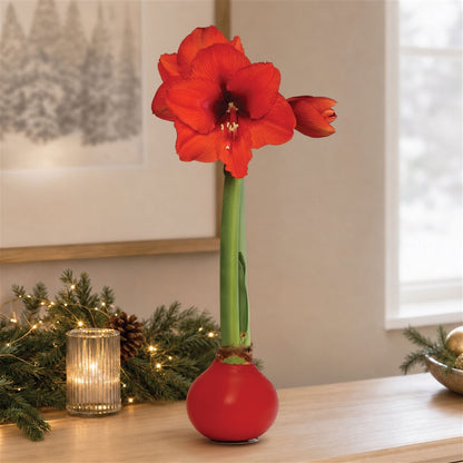 Red Waxed Red Bloom Amaryllis Bulb Gift