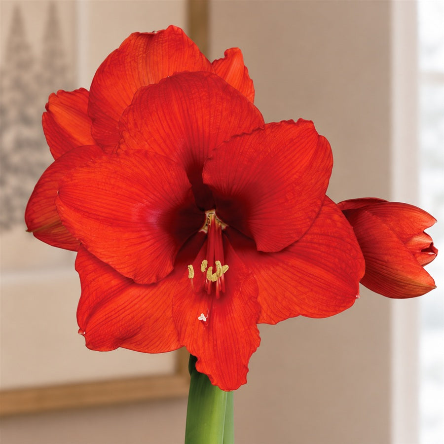 Red Waxed Red Bloom Amaryllis Bulb Gift