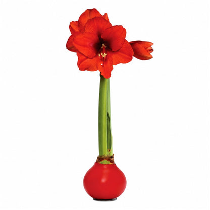 Red Waxed Red Bloom Amaryllis Bulb Gift