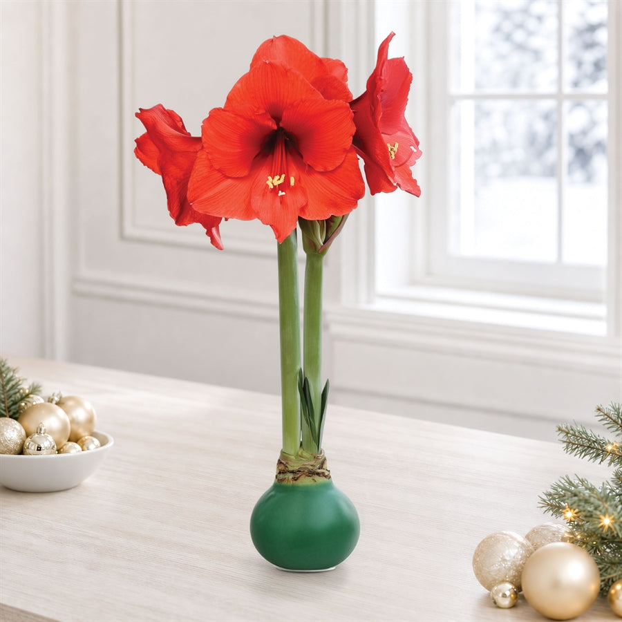 Green Waxed Red Bloom Amaryllis Bulb Gift