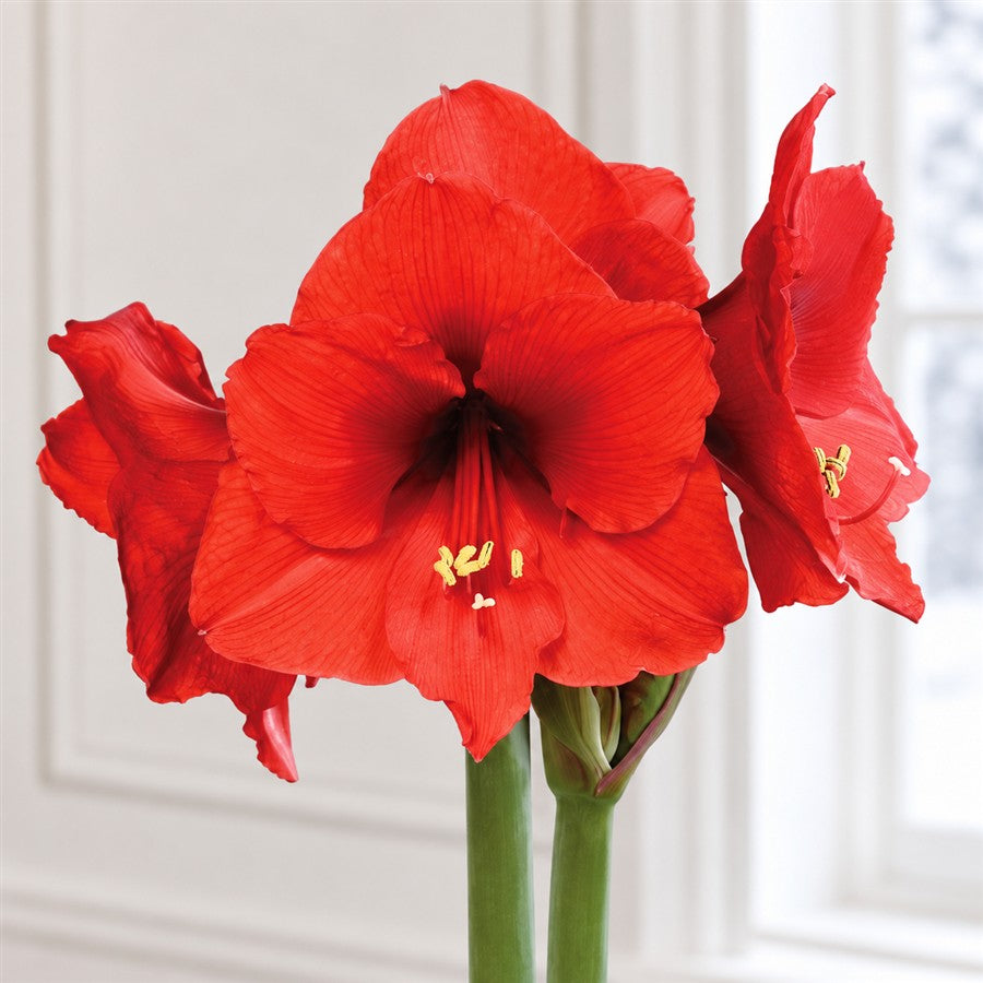 Green Waxed Red Bloom Amaryllis Bulb Gift