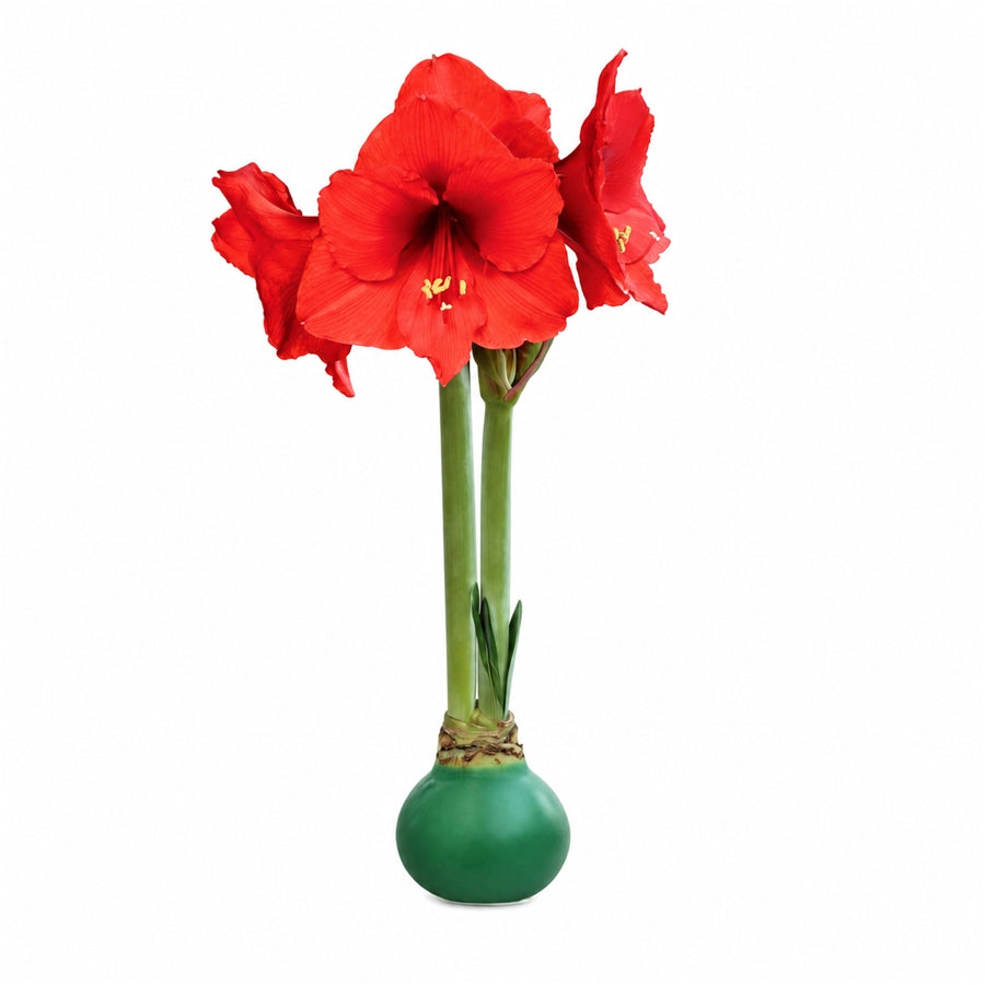 Green Waxed Red Bloom Amaryllis Bulb Gift