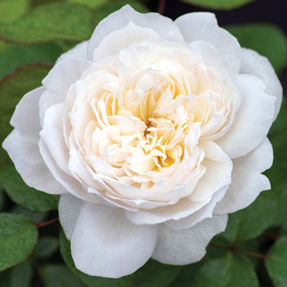 Bolero™ Floribunda Rose
