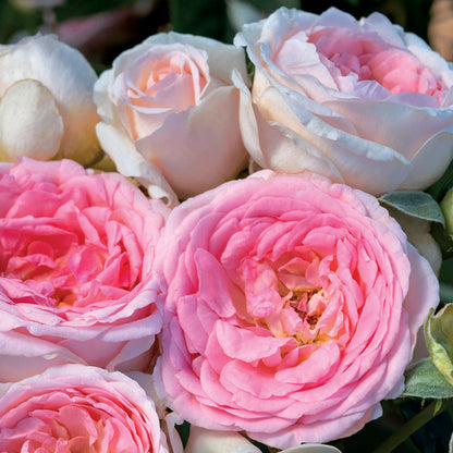 Sweet Rose of Mine Floribunda Rose
