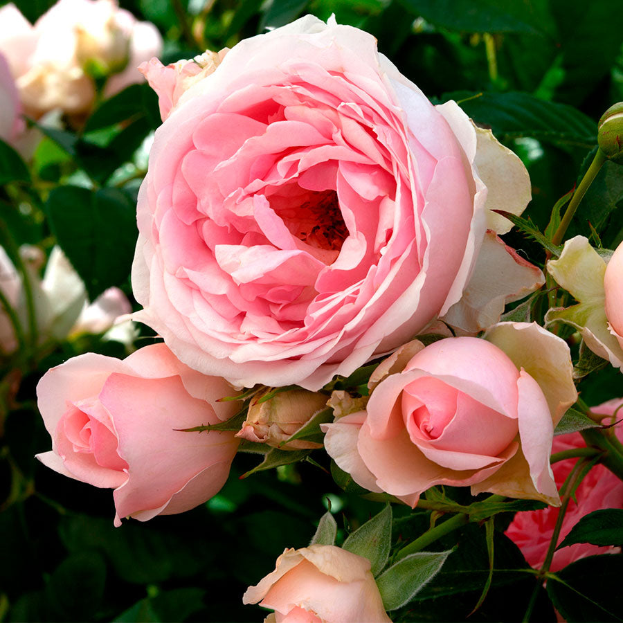 Sweet Rose of Mine Floribunda Rose