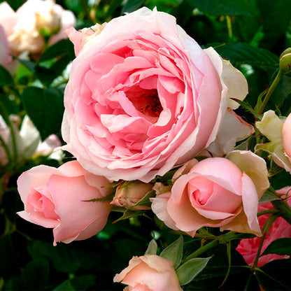Sweet Rose of Mine Floribunda Rose