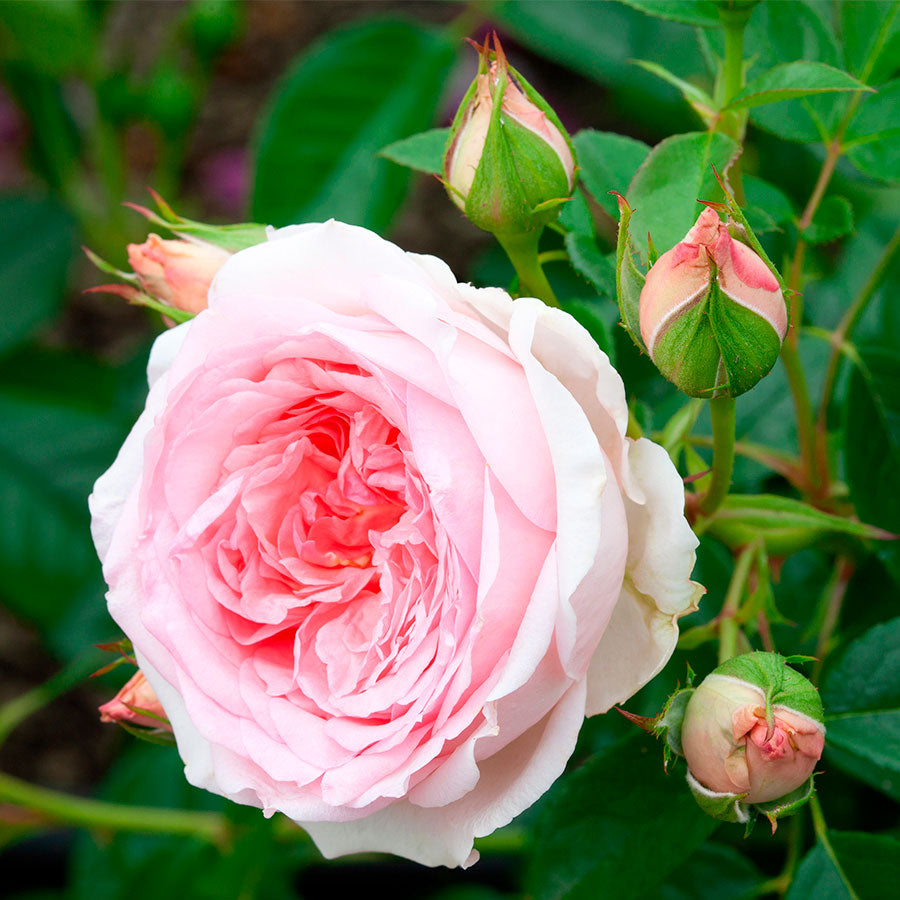 Sweet Rose of Mine Floribunda Rose