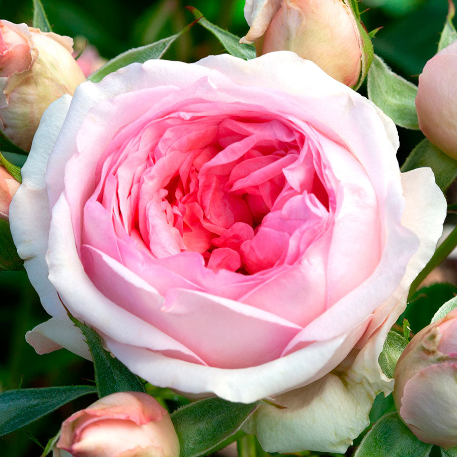 Sweet Rose of Mine Floribunda Rose