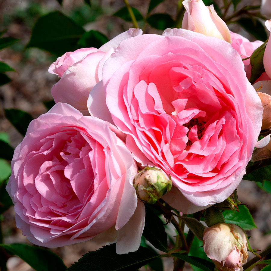 Sweet Rose of Mine Floribunda Rose