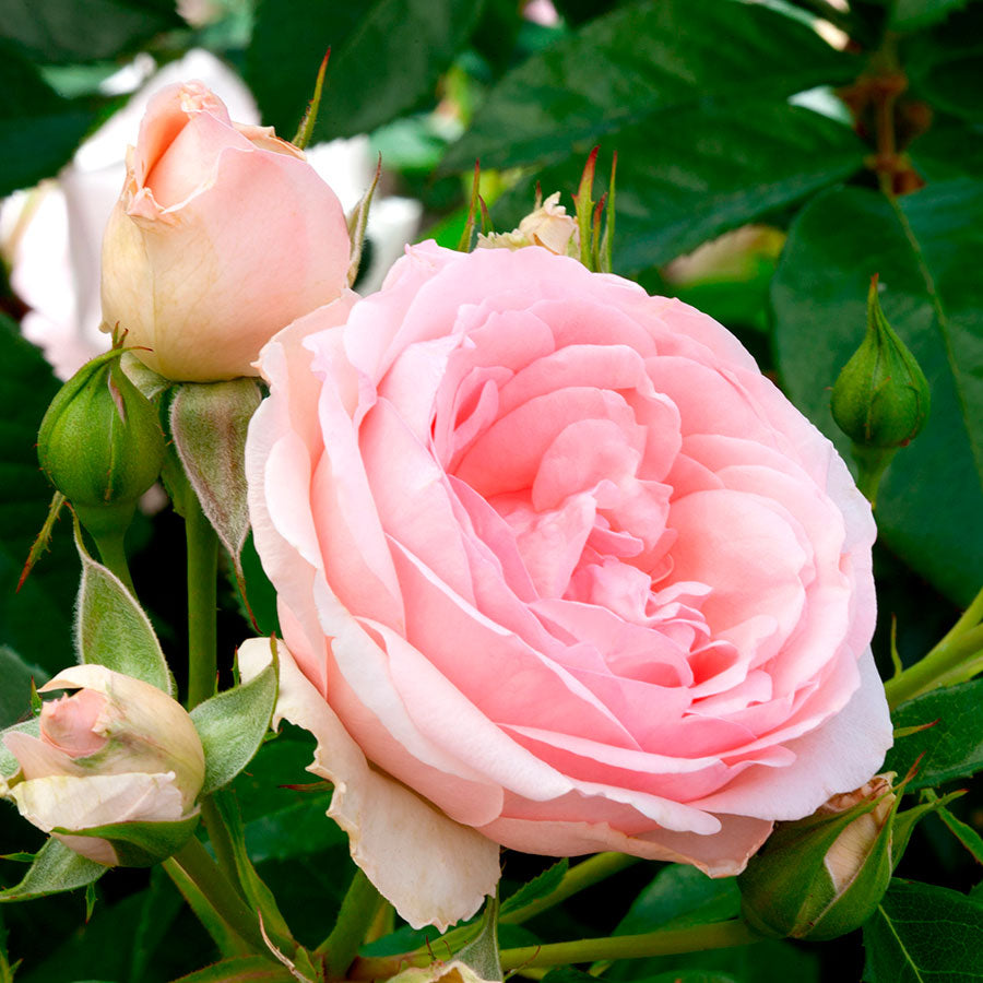 Sweet Rose of Mine Floribunda Rose