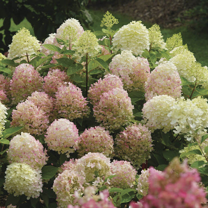 Hydrangea Fire Light Tidbit™