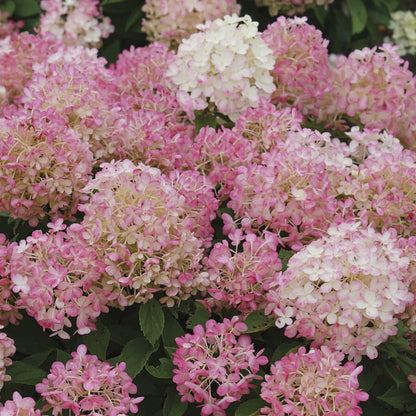 Hydrangea Fire Light Tidbit™