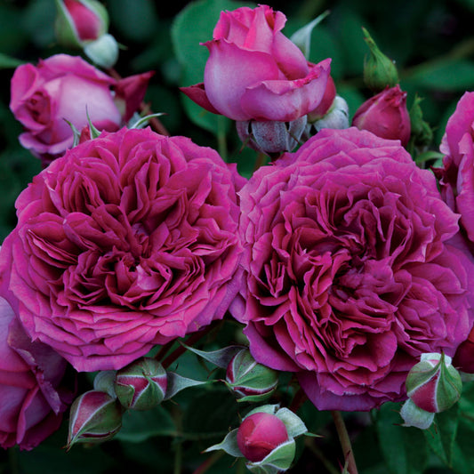 Like No Other Floribunda Rose