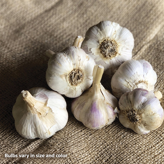 Garlic German White Stiffneck Organic Bulbs