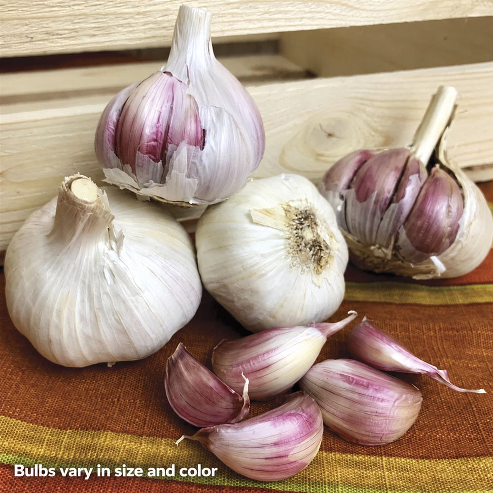 Garlic Russian Red Organic Bulbs