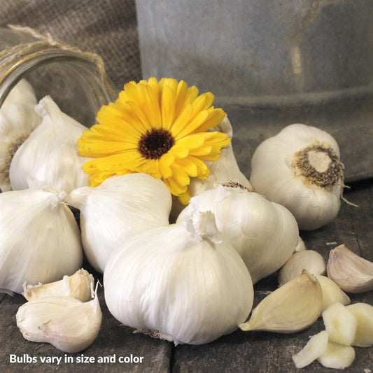 Garlic Silver Rose Organic Bulbs