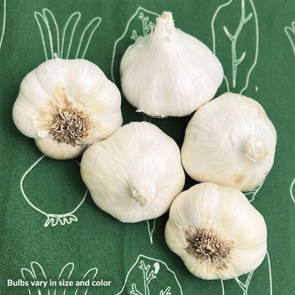 Garlic Inchelium Red Organic Bulbs