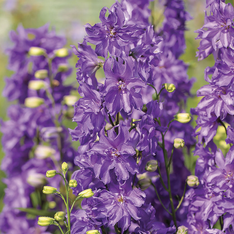Delphinium Delgenius™ Breezin Larkspur