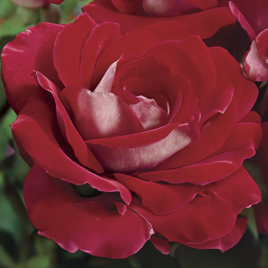 Park Seed Ronald Reagan Hybrid Tea Rose - Thumbnail 3