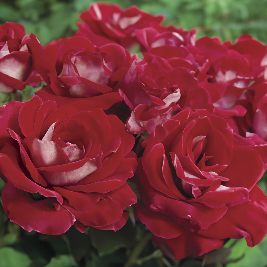 Park Seed Ronald Reagan Hybrid Tea Rose - Thumbnail 5