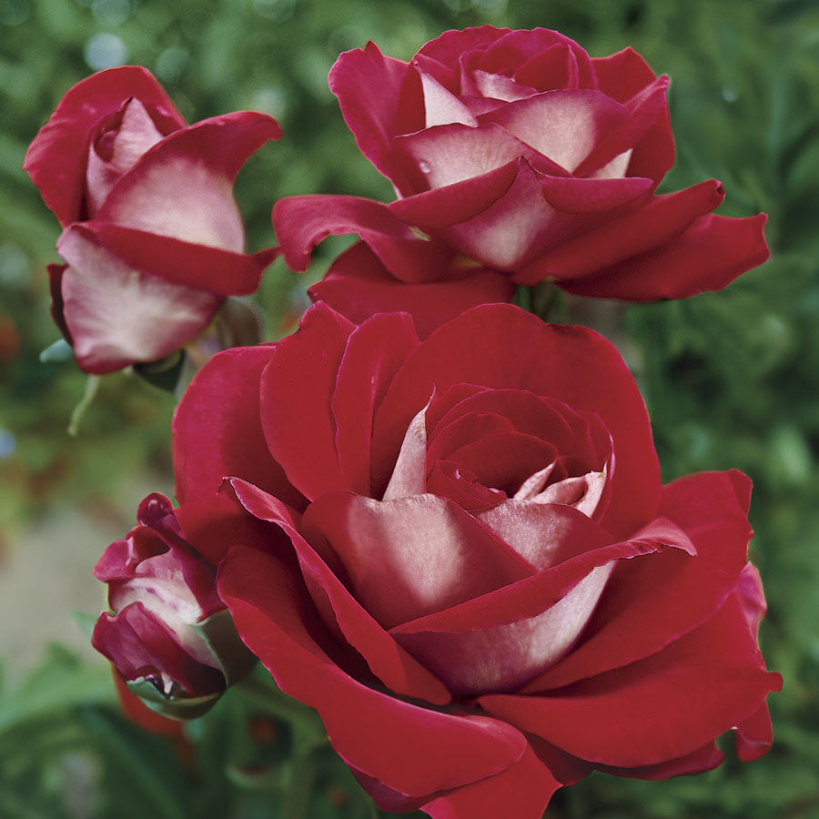 Park Seed Ronald Reagan Hybrid Tea Rose - Thumbnail 4