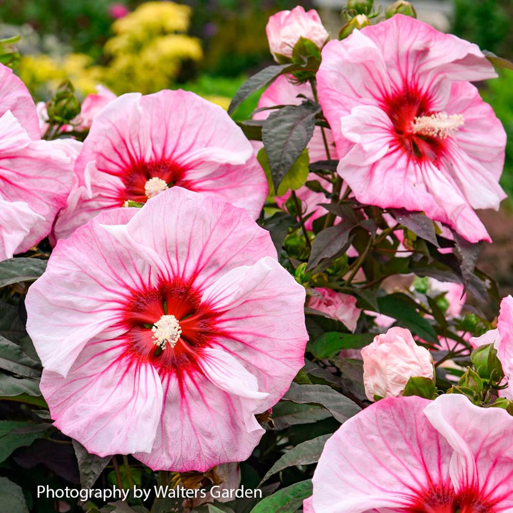 Hibiscus Summerific® 'Cherry Coco Latte' Rose Mallow