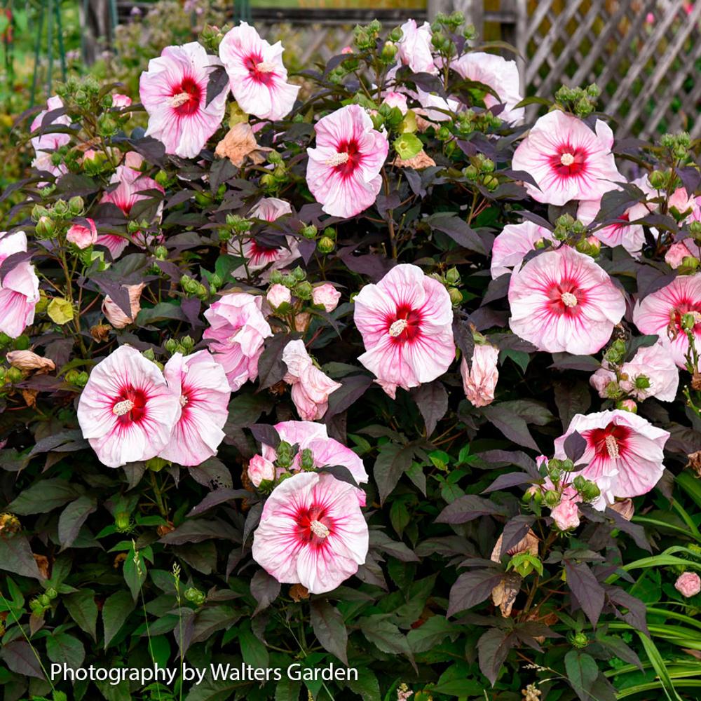 Hibiscus Summerific® 'Cherry Coco Latte' Rose Mallow