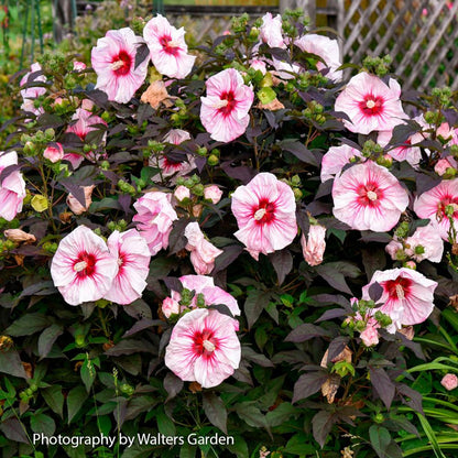 Hibiscus Summerific® 'Cherry Coco Latte' Rose Mallow