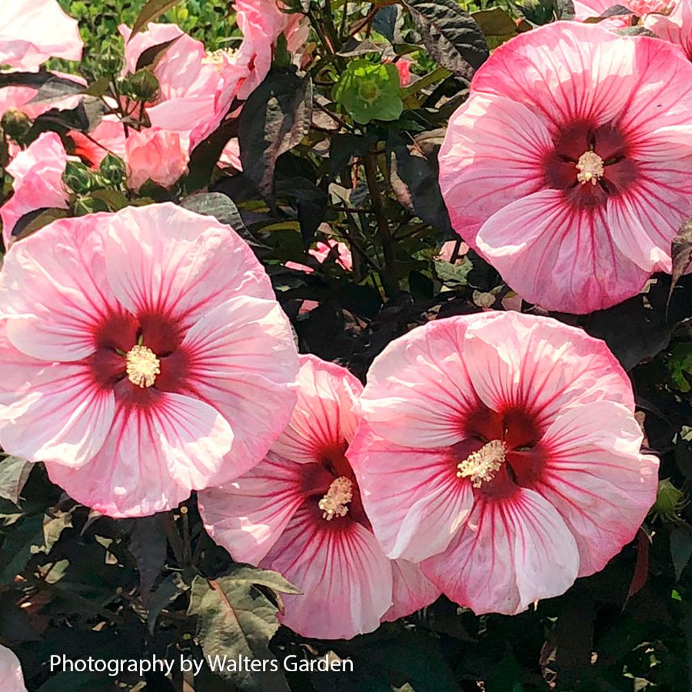 Hibiscus Summerific® 'Cherry Coco Latte' Rose Mallow – Park Seed
