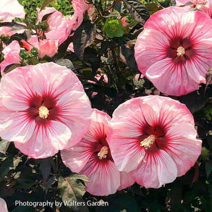 Hibiscus Summerific® 'Cherry Coco Latte' Rose Mallow