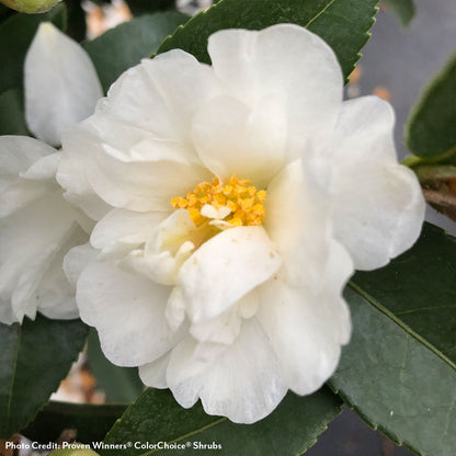 Camellia Just Chill® Double White