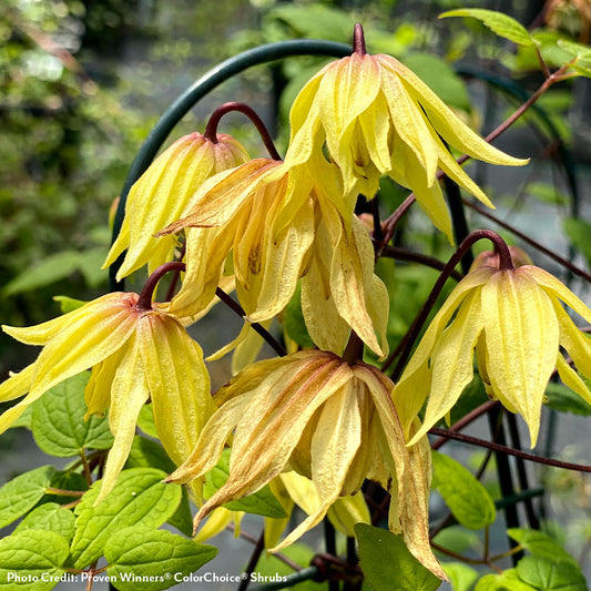 100+ Clematis Seeds for Planting - Rare Bloom Climbing Clematis Non-GMO, Heirloom Seeds Perennial Flower Garden Flower 100+ Clematis Seeds for Planting - Rare Bloom Climbing Clematis Non-GMO, Heirloom Seeds Perennial Flower Garden Flower