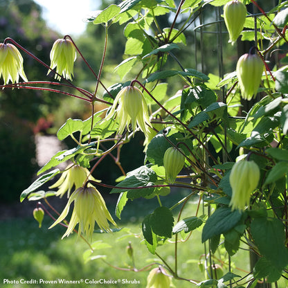 Clematis Funyella®