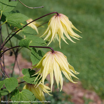 Clematis Funyella®